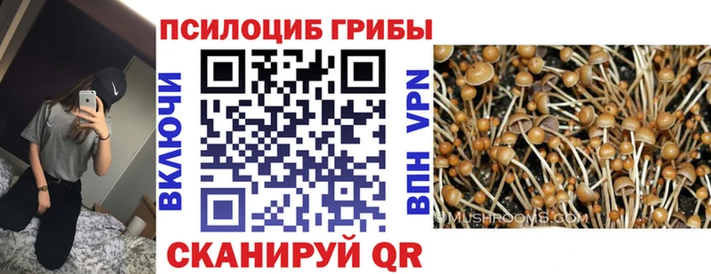 закладка  Иркутск  Псилоцибиновые грибы Psilocybe 